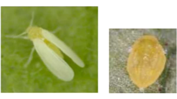 府内で初めてトマト黄化病を確認