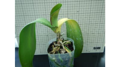 施設栽培ファレノプシスでファレノプシス株枯病発生