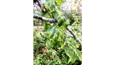 ウメ輪紋病を初確認　アブラムシ類の防除徹底を