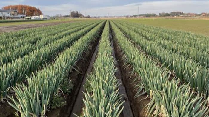 銀座で下妻市産ねぎの収穫体験　茨城県アンテナショップ「IBARAKI sense」