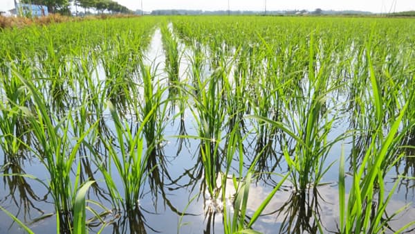 東海以西を中心にトビイロウンカの多発生予想　農水省－発生予報3号