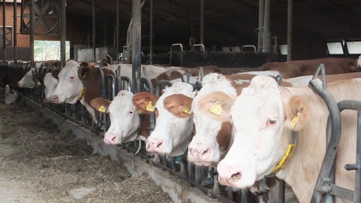 【クローズアップ：ドイツの総選挙】環境・気候変動　急浮上　農業に脱工業化提言も（下）