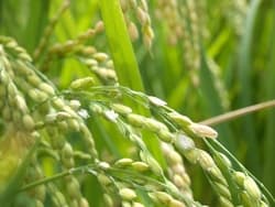 （119）自給率の低下に国は手を打つ気があるのか？