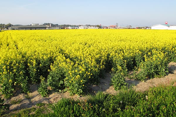 【田代洋一・協同の現場を歩く】復興への確かな足取り－福島県南相馬市・紅梅夢ファーム