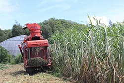 【現地ルポ】沖縄県伊是名村　一県一農協の強み発揮