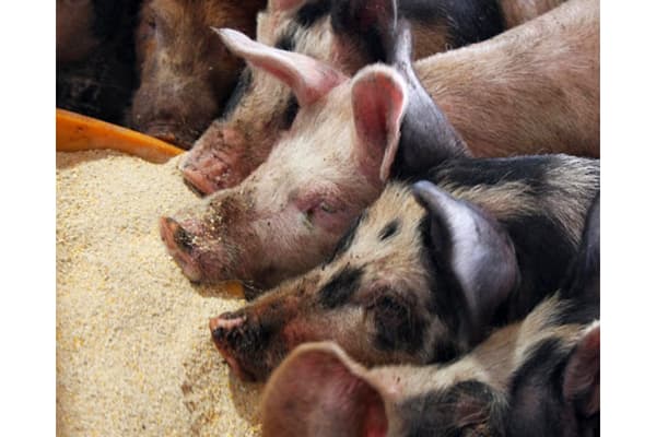 「消費材10原則」に食料自給力向上　持続可能な生産消費確保へ【加藤好一・生活クラブ生協連合会会長】