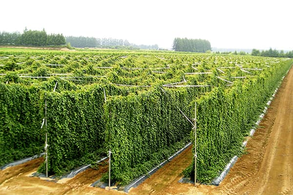 【北海道十勝農協連】小さな農協の大きな挑戦日本一の"農業王国"（３）