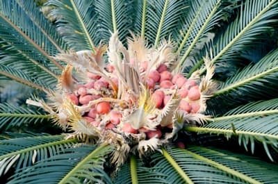 第2回　繰り返された沖縄の食糧危機【普天間朝重ＪＡおきなわ代表理事専務】