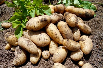 飽食追求のいまだからこそ必要な飢餓の歴史教育（１）【薄井 寛（元ＪＣ総研理事長）】