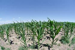 アグロ多国籍企業の統合ー巨大化する世界の農薬企業