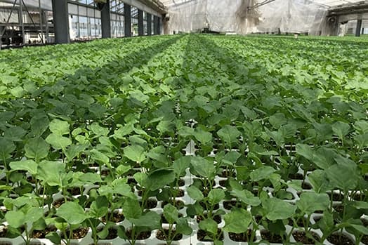 「ミネクト(R)デュオ粒剤」抜群の防除効果が育苗センターを変えた