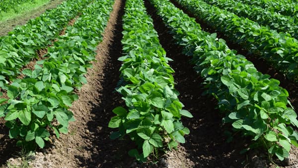 大豆の病害虫防除　3段階で処理を【サステナ防除のすすめ2025】（2）