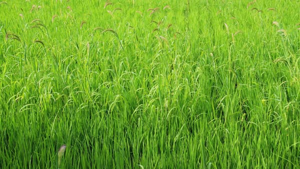 【サステナ防除のすすめ】ＩＰＭ防除の実践（雑草編）基本は"根こそぎ"（1）特殊報は要警戒