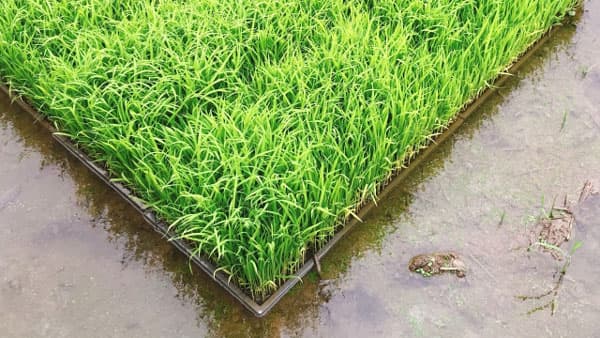 移植水稲の初期病害虫防除　IPM防除核に環境に優しく（１）【サステナ防除のすすめ2025】