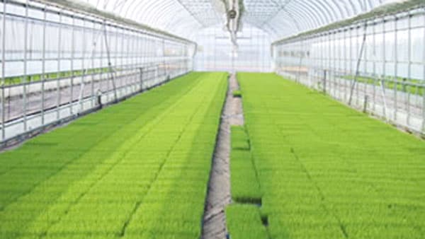 移植水稲の初期病害虫防除　IPM防除核に環境に優しく（２）【サステナ防除のすすめ2025】