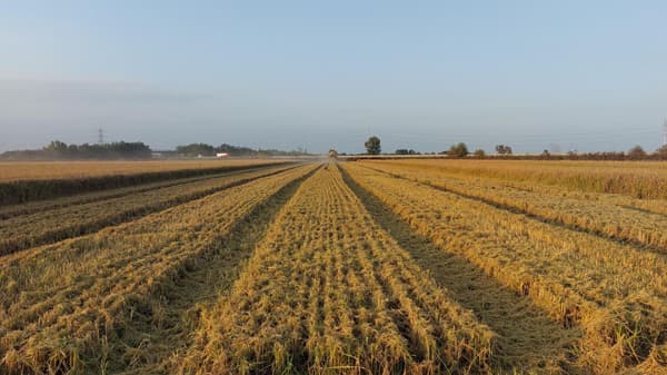 温室効果ガス排出量を最大30％削減　フィールドテストの結果発表　BASF