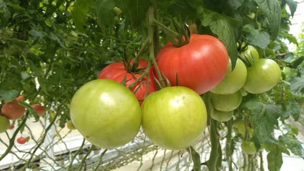 【サステナ防除のすすめ2025】施設トマト病害虫対策　換気×生物農薬で持続的管理を