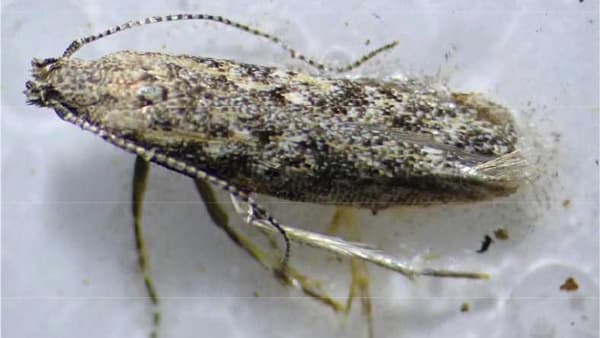 【特殊報】秋田県　トマトキバガ　県内で初めて誘殺を確認　秋田県