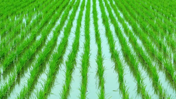 【サステナ防除のすすめ2025】水稲の本田防除（1）育苗箱処理剤が柱