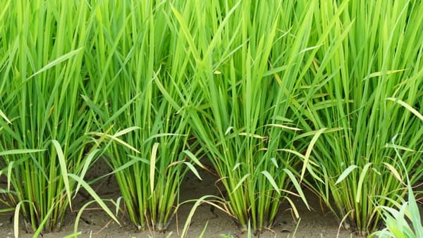 【サステナ防除のすすめ】水稲除草剤　草種、生態を見極め防除を（1）