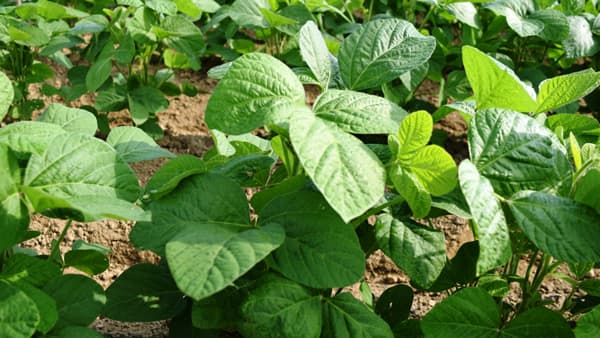 大豆の病害虫防除　3段階で処理を【サステナ防除のすすめ2025】（3）