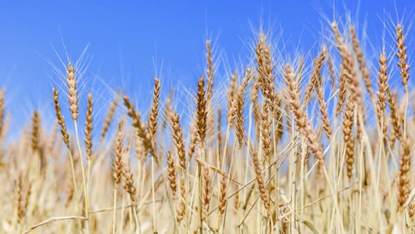 【サステナ防除のすすめ2025】秋まき小麦防除のポイント　除草とカビ対策を