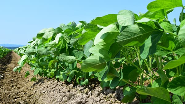 大豆の病害虫防除　3段階で処理を【サステナ防除のすすめ2025】（1）