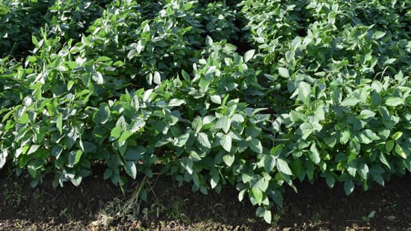 【サステナ防除のすすめ2025】大豆の畝間除草　雑草防除が品質左右