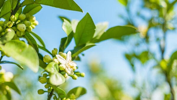 適用拡大情報「ダーズバンDF」「ドウグリン水和剤 」　アグロカネショウ