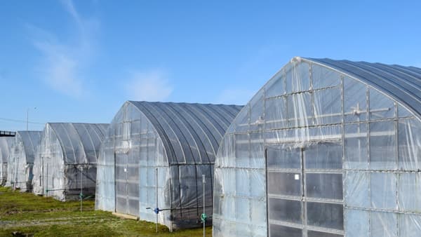 【サステナ防除のすすめ2025】果菜類（施設）編　太陽熱で死滅狙う（1）