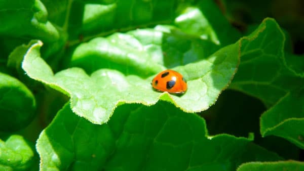 農業用生物製剤の市場規模　2026年に173億8000万米ドル到達予測