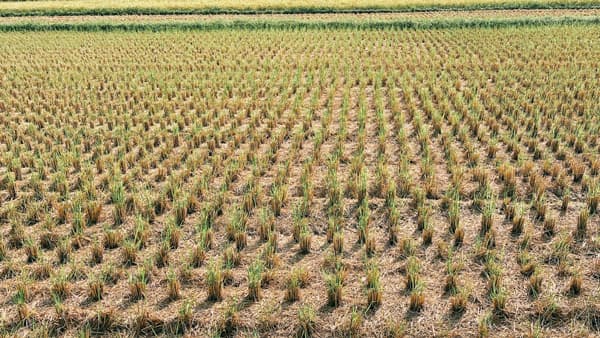 【サステナ防除のすすめ2025】水田の刈り跡管理　多年生雑草の効率的防除を