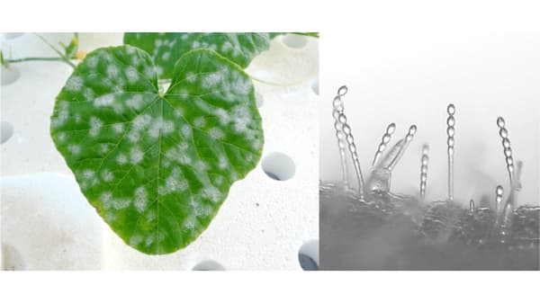 世界初　静電気技術でうどんこ病菌の農薬耐性を評価　近畿大学