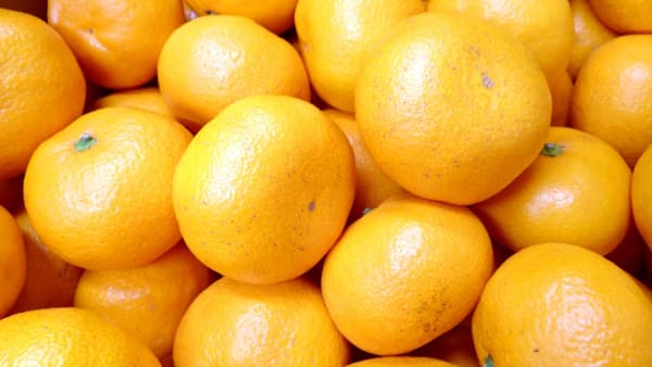 かんきつは事前予防（2）発生予報、見逃さず【サステナ防除のすすめ2025】