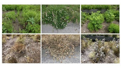 C-DZ作戦で楽に水田畦畔の雑草管理　効果的な除草剤とは？　北興化学工業株式会社