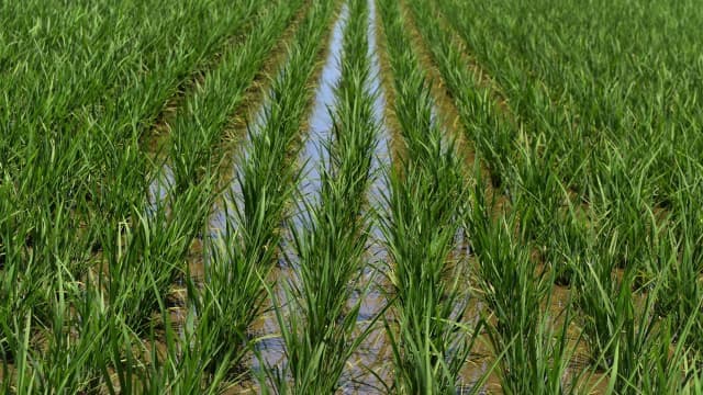 水稲用除草剤の上手な使い方　水が重要な役割（1）【サステナ防除のすすめ2025】