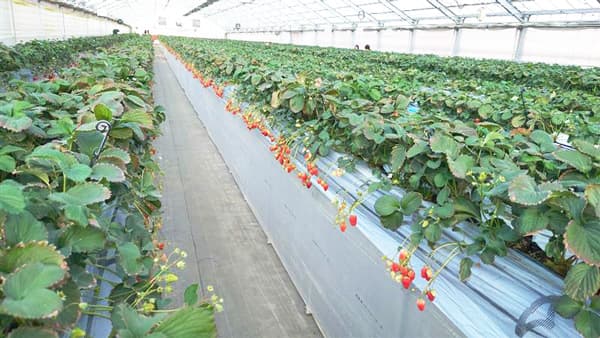 【サステナ防除のすすめ2025】施設イチゴ　低温好み病害多く