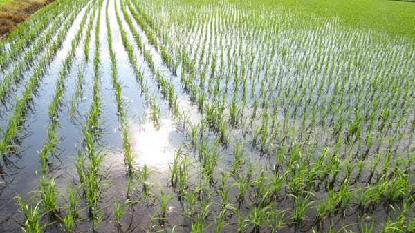 適用拡大情報「日農クリンチャーバスME液剤」「日農フォース粒剤」　日本農薬