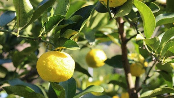 適用拡大情報「ダーズバンDF」　クミアイ化学工業