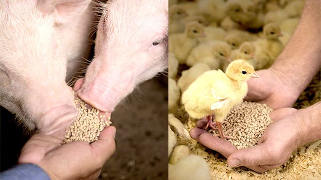 次世代フィターゼ「ナツフォスE」を販売開始　BASF