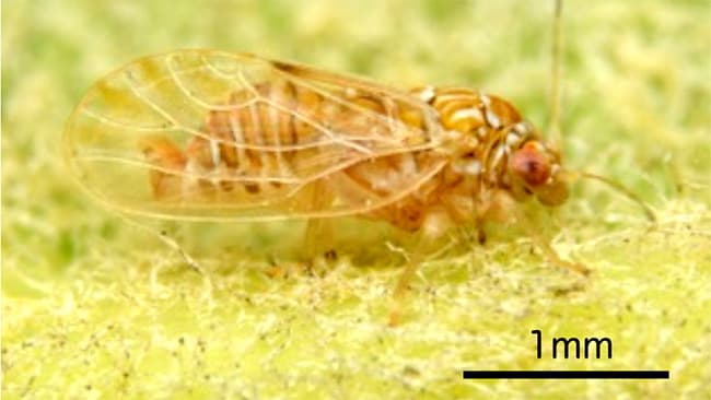 ビワキジラミの防除マニュアルを改定　農研機構