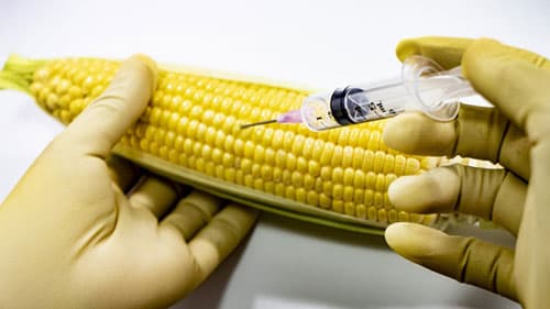 遺伝子組換え作物の商業栽培に関する年次報告書を紹介　バイテク情報普及会