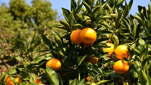 ミカン主要病害虫防除のポイント　5月から梅雨期までが防除の最重要時期【現場で役立つ農薬の基礎知識2020】