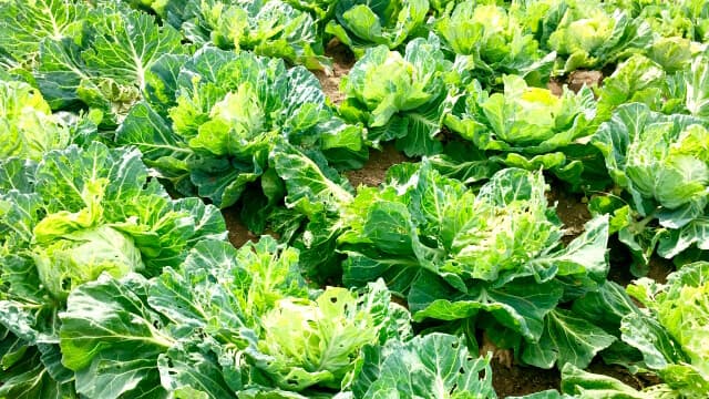 【現場で役立つ農薬の基礎知識2022】秋冬野菜の病害虫防除　予測できぬ天候　予防散布など早め対策を