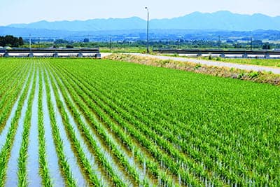 雑草のないきれいな田んぼで豊かな収穫を～水稲除草剤の上手な使い方【現場で役立つ農薬の基礎知識2021】