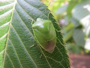 【現場で役立つ農薬の基礎知識 2015】果樹カメムシ類のポイント　飛来時期を的確に把握　地域で一斉防除を
