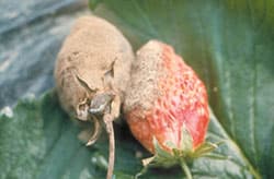 【現場で役立つ農薬の基礎知識2015】低コスト、省力化に役立つ園芸向け農薬