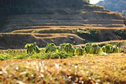 秋冬野菜の病害虫防除（上） 発生状況つかみ防除適期を逃さない