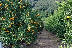 最重要時期は被害を受けやすい5～6月 【ミカンの病害虫防除のポイント】