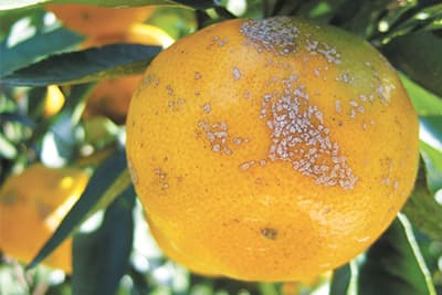 【現場で役立つ農薬の基礎知識 2018】ミカン主要病害虫防除のポイント